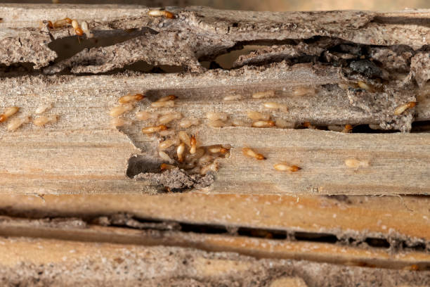 Best Wildlife Control Services  in La Honda, CA